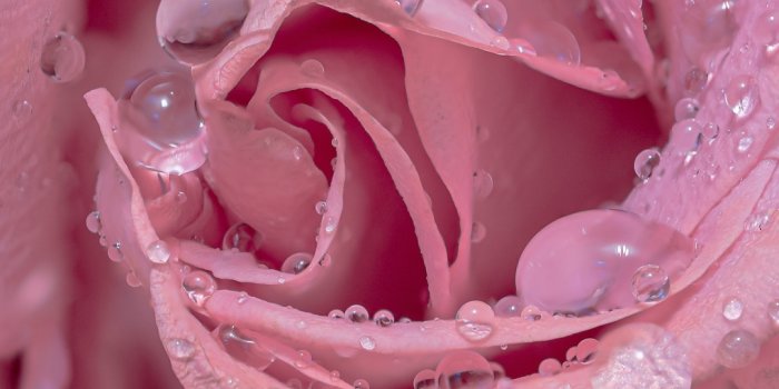 1080x1920 Pink rose Wallpaper 4K, Droplets