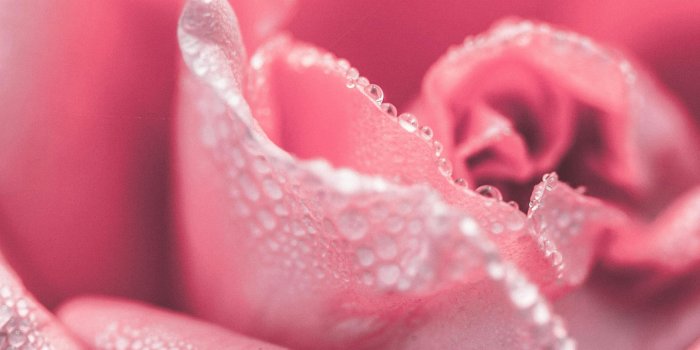 2592x3888 Closeup Photography of Pink Rose Flower