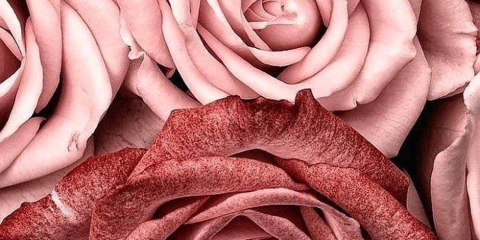 720x1280 Close-up Pink Rose Aesthetic Wallpaper