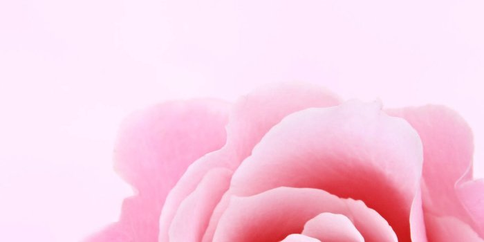 1414x1920 200+] Rose Iphone Wallpapers
