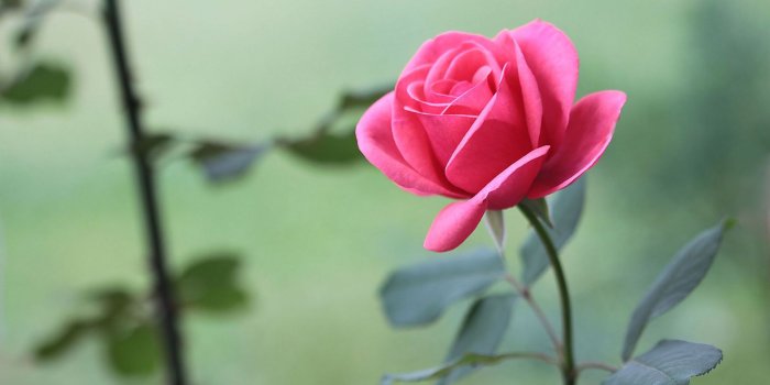 1920x1200 Beautiful pink rose wallpaper - Flower