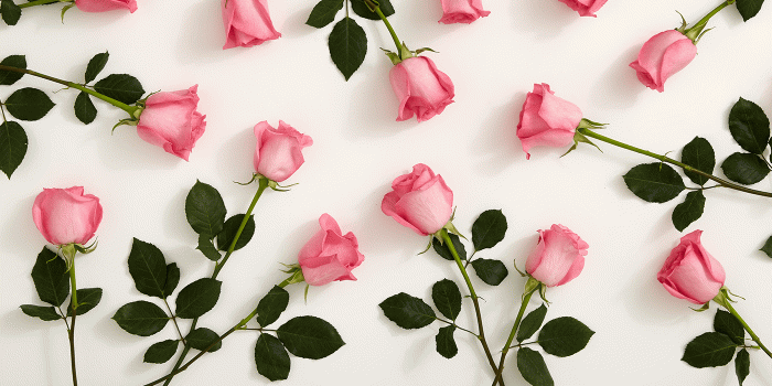 1400x750 History & Meaning of Pink Roses, a