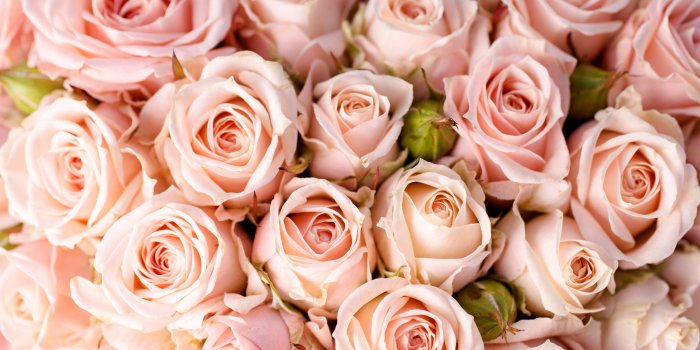 5472x3648 Download Close-up Pink Flower Pink Rose