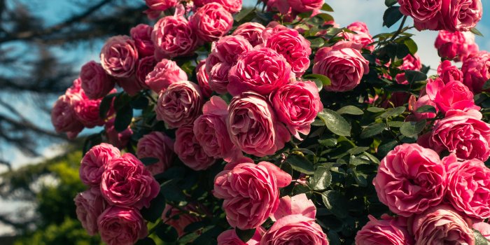 5184x3456 Desktop Wallpaper Aesthetic Roses