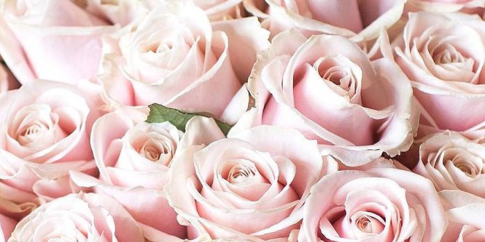 880x1080 Pink Roses Wallpapers | WallpapersOK