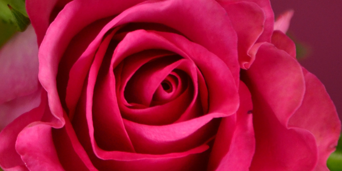 1080x1920 Pink Rose Phone Background Wallpaper