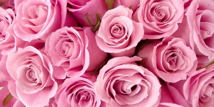 1920x1080 Download Several Pink Roses Background