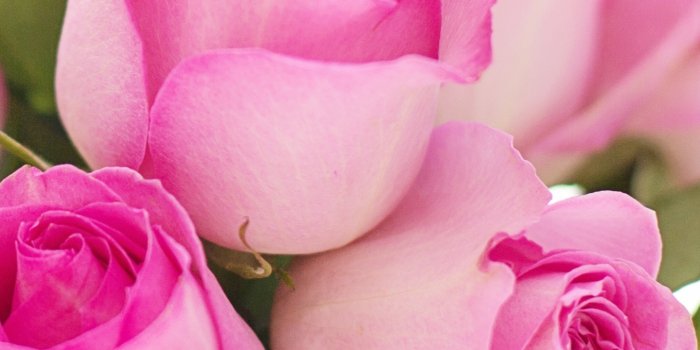 1440x2960 Download wallpaper 1440x2960 flower