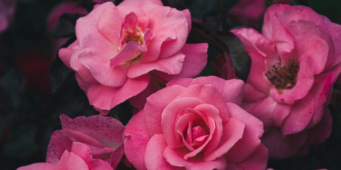 3000x4500 100+ Pink Rose Pictures [HD] | Download