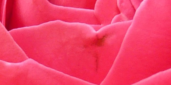 1440x2560 Bright Pink Rose Closeup Wallpaper