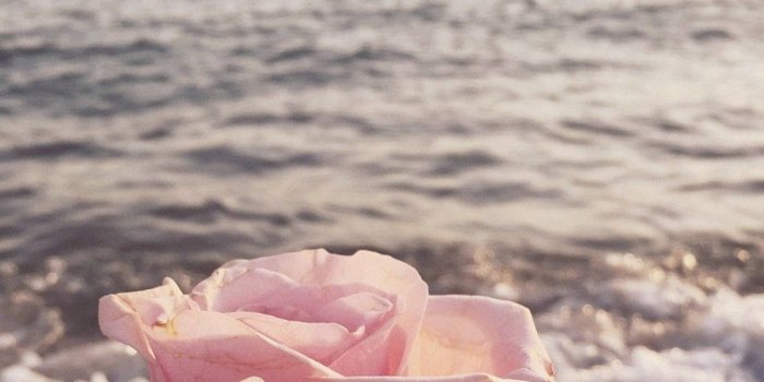 1080x1920 Cute Summer Pink Rose Wallpaper