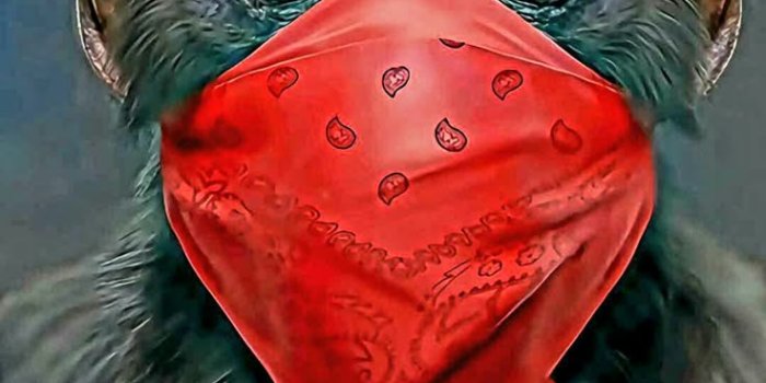 736x1308 ⭐Drodher⭐ Gang monkey.