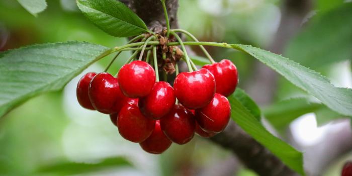 6000x4000 Red Cherry Fruit · Free Stock Photo
