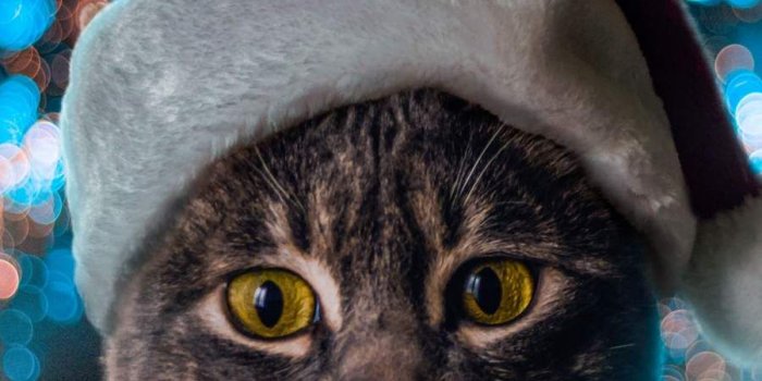 900x1600 Christmas Cats Phone Wallpapers