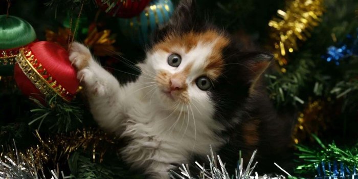 1920x1080 Download Adorable Christmas Cat Lounging by the Yuletide Decorations |  Wallpapers.com