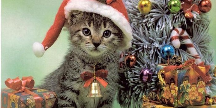 1024x768 Xmas Cat Wallpapers
