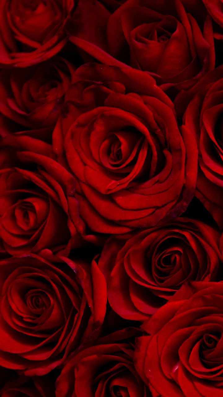 720x1280 Dark, red roses, decorative, 720x1280 wallpaper | Flowers Wallpapers