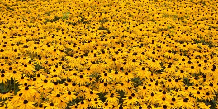4922x3177 Yellow Flowers Computer Wallpaper - Hufflepuff Sunflowers (#1051757