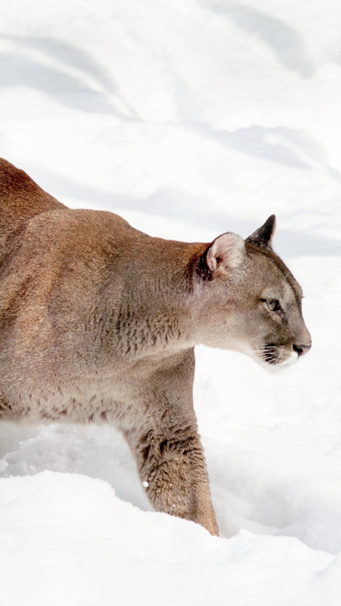 1440x2560 Cougar in Snow Wallpaper - iPhone, Android & Desktop Backgrounds