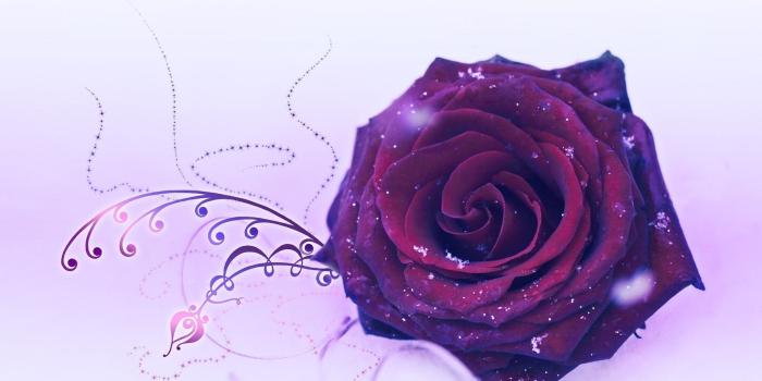 1920x1200 62+ Violet Rose Wallpapers on WallpaperPlay