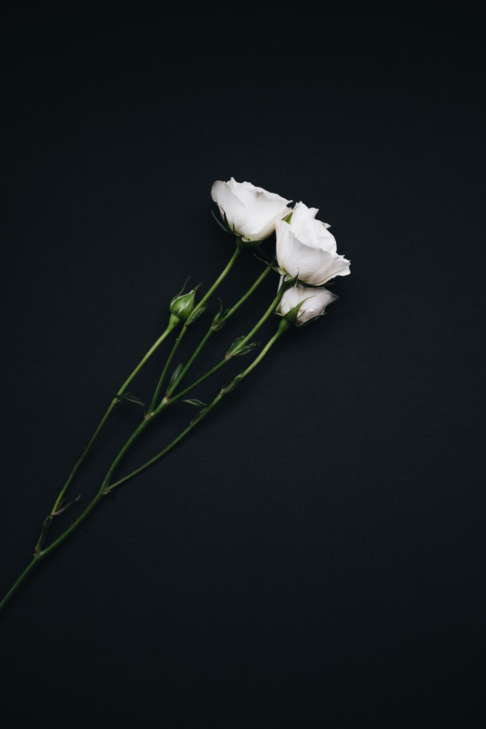 1000x1500 100+ White Flower Pictures | Download Free Images on Unsplash
