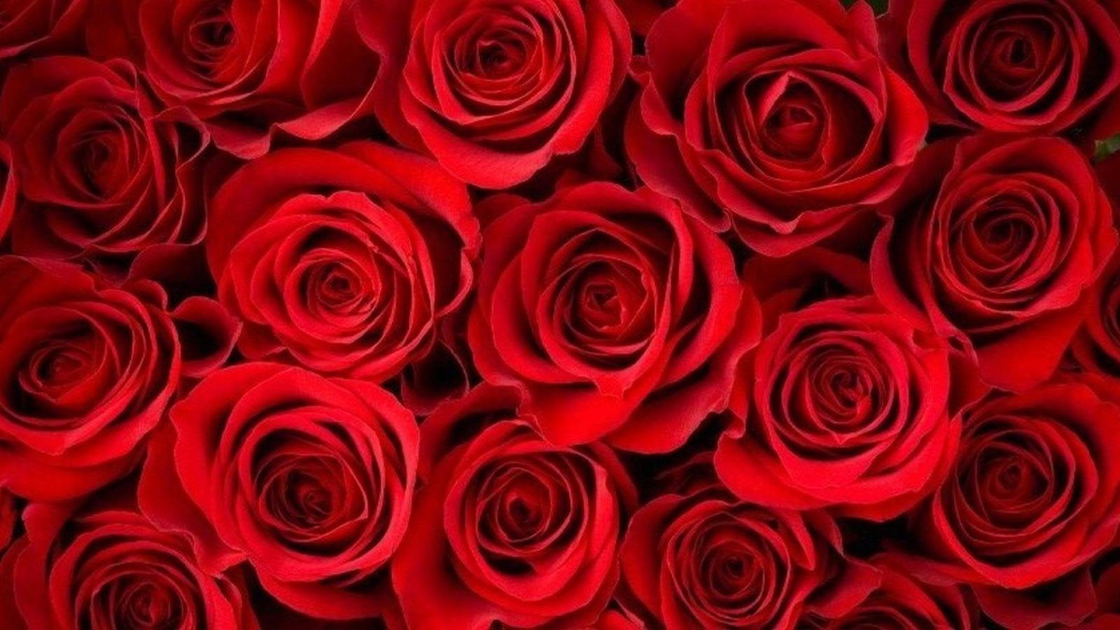 1920x1080 HD Red Rose Wallpaper | Timeline covers | Rose background, Rose