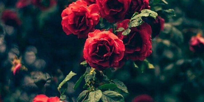 1080x1920 Rose iPhone Wallpapers - Top Free Rose iPhone Backgrounds