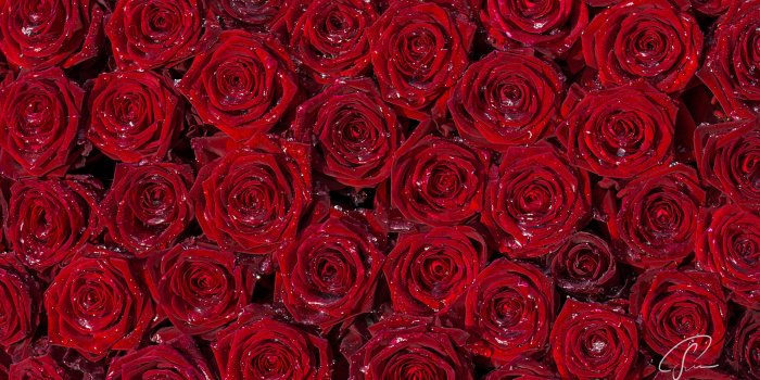 5120x2880 Red Rose Backgrounds Hd (#11146) - HD Wallpaper Download