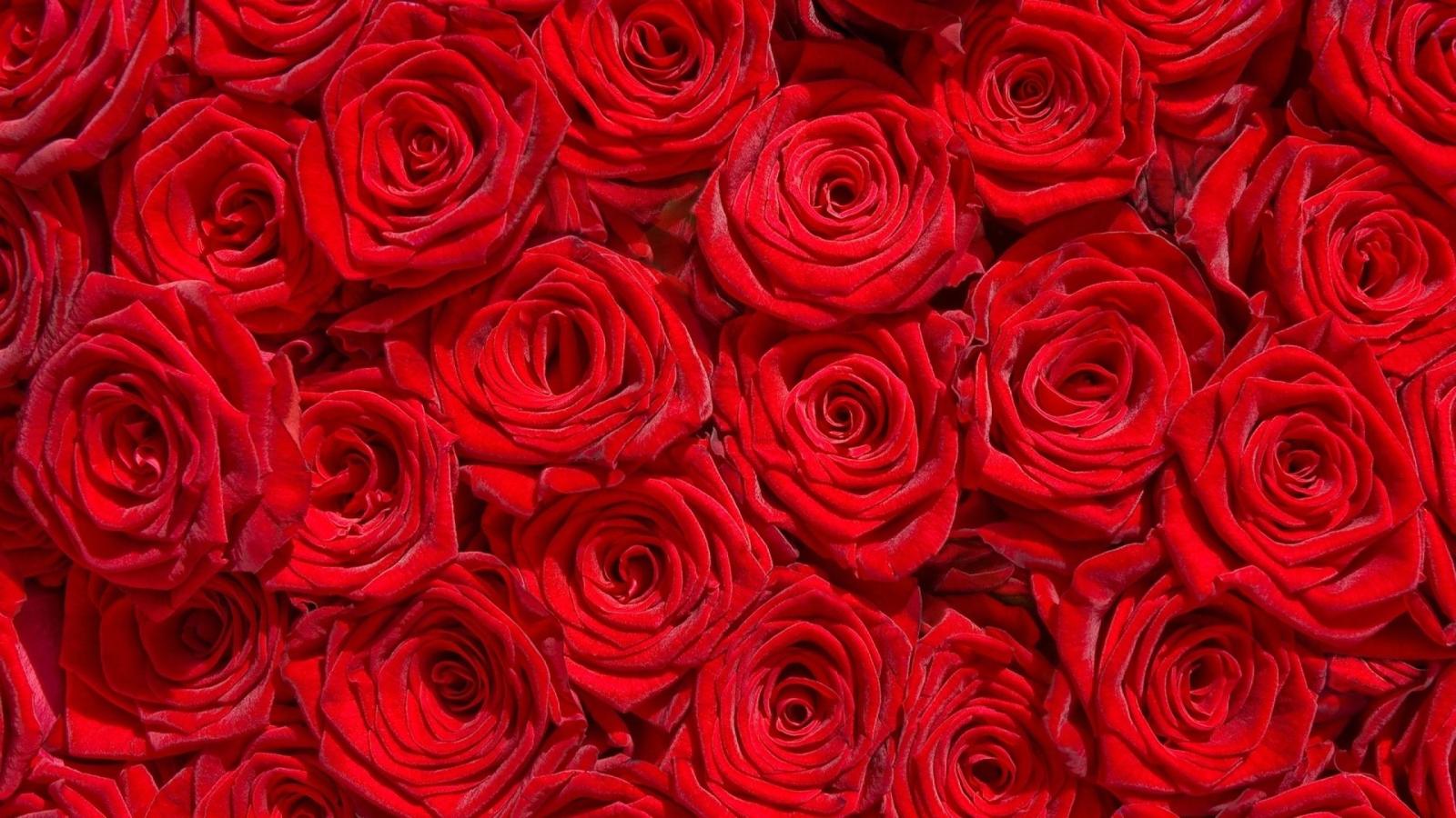 2560x1440 68+ Red Rose Wallpapers on WallpaperPlay
