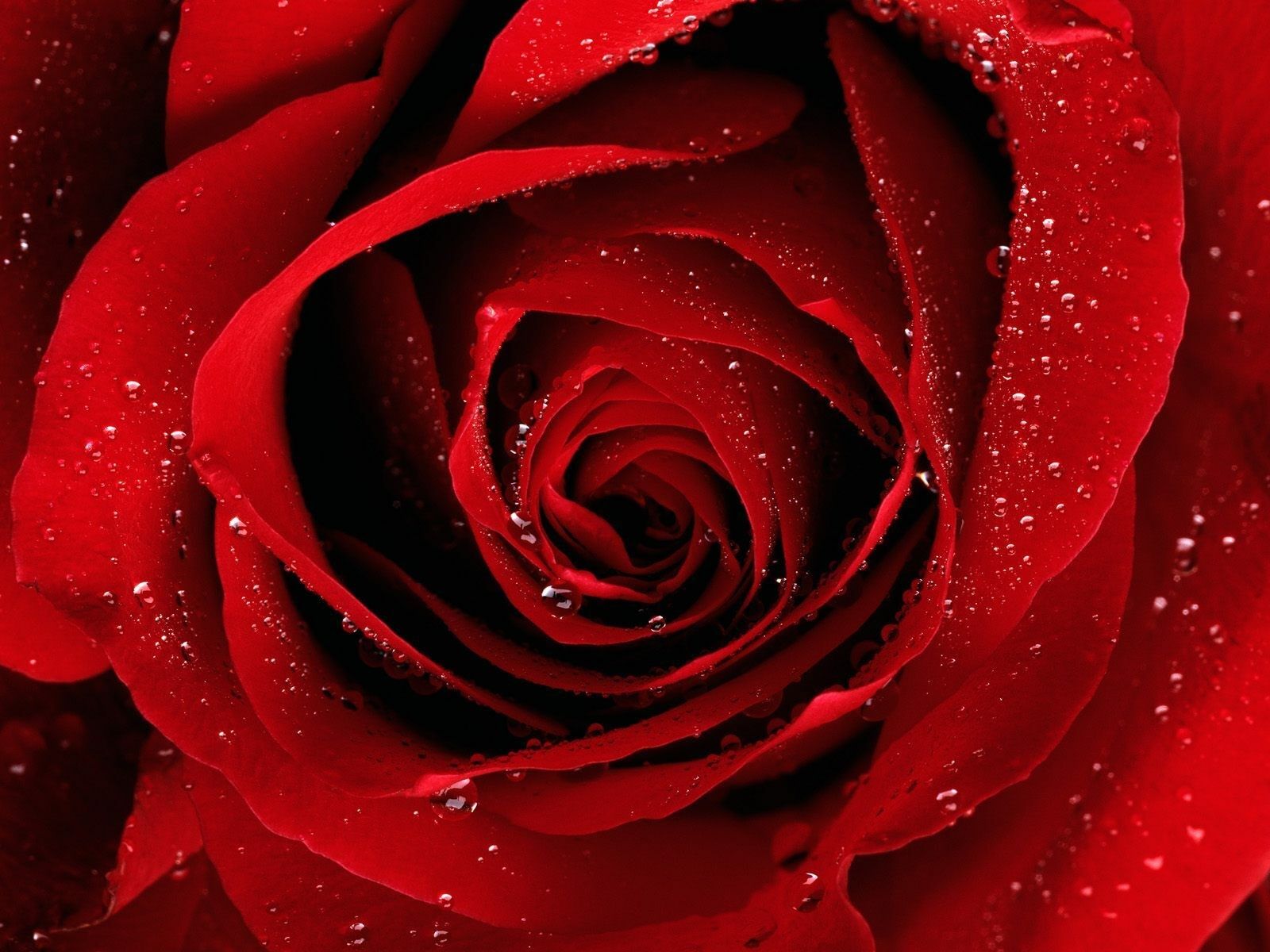 1600x1200 Red Rose Wallpapers HD