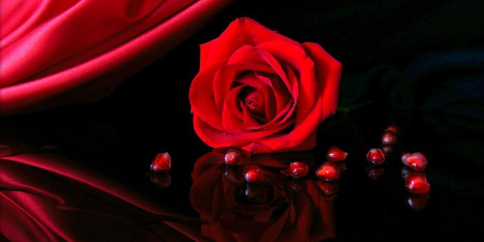 2560x1600 25+ Roses Background, Wallpapers, Images, Pictures | Design Trends