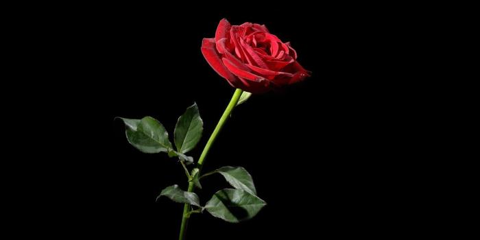 2560x1600 Red Rose with Black Background (42+ images)
