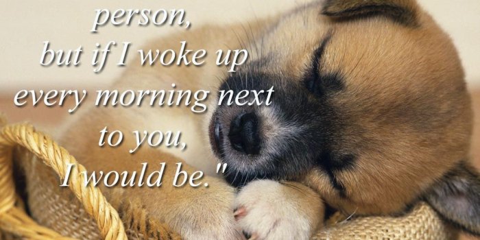 1024x768 Free download Incredible Good morning animal wallpapers Choice