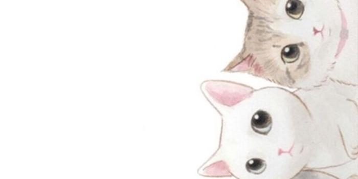 1082x1920 cat iphone wallpaper iOS iPhone Wallpaper cat wallpaper cute