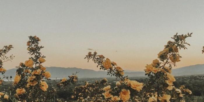 750x1333 dreamland #wanderlust #beautiful #dreaming #nature #flowers #flora