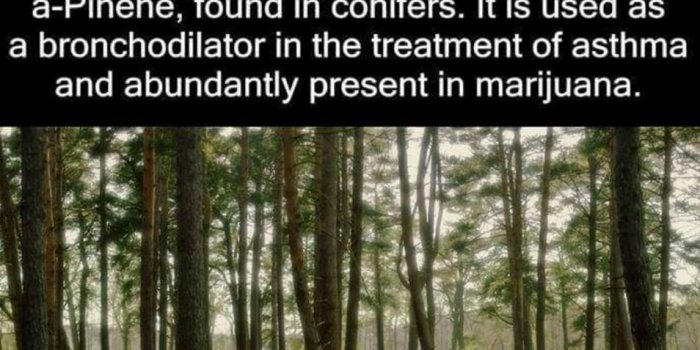 954x960 https://www.leafly.com/news/cannabis-101/what-is-pinene-and-what