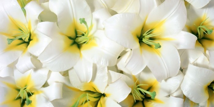 1920x1200 56+ Lilies Wallpapers on WallpaperPlay