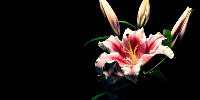 1920x1080 Full HD 1080p Lily Wallpapers HD, Desktop Backgrounds 1920x1080