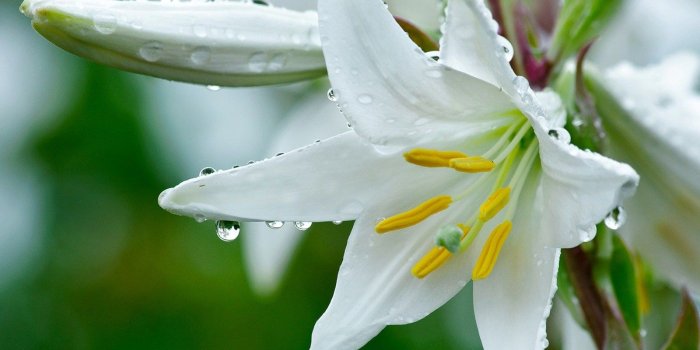 1600x1200 Lily Wallpapers HD