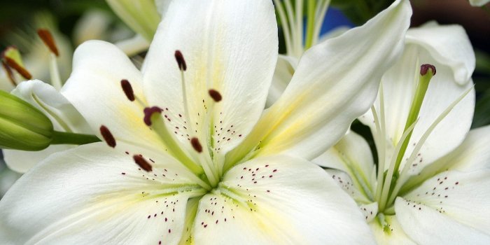 1600x1200 White Lilies Wallpaper Flowers Nature Wallpapers in jpg format for