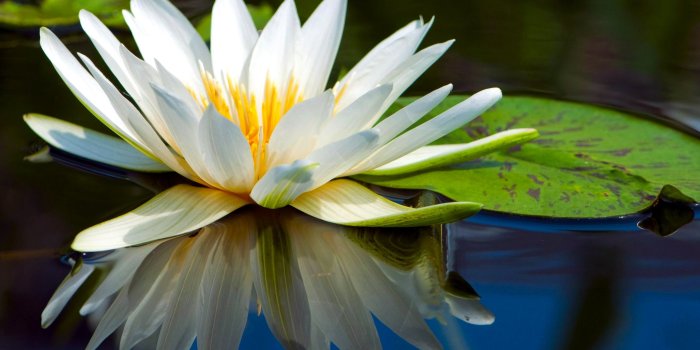 2880x1800 161 Water Lily HD Wallpapers | Background Images