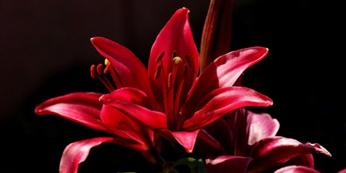 1440x900 Lily - Flowers Wallpaper (34186941) - Fanpop