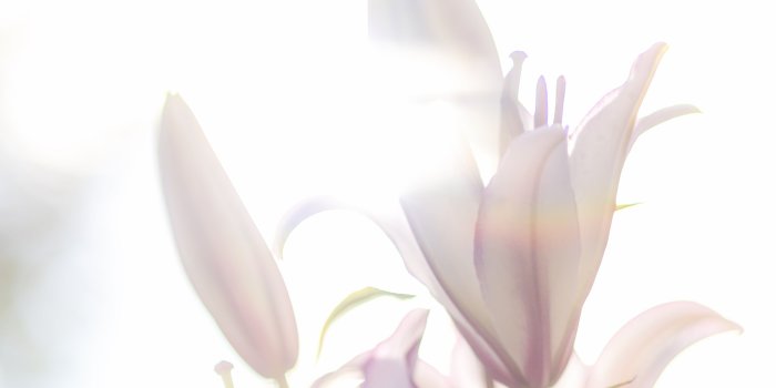 3610x4813 Pink And White Lilies Wallpapers