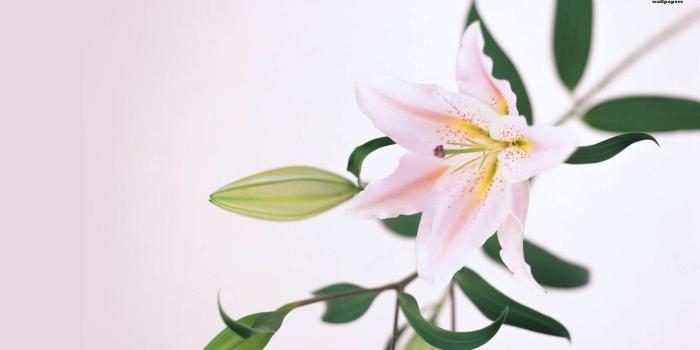 1920x1080 Lily Wallpapers