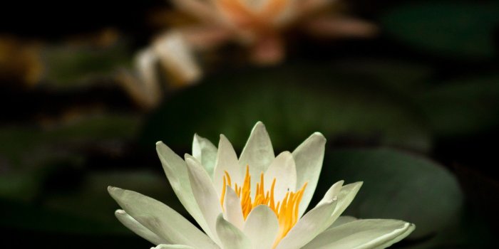 2048x2048 Glowing Lily Wallpaper – Loch Ness Water Gardens