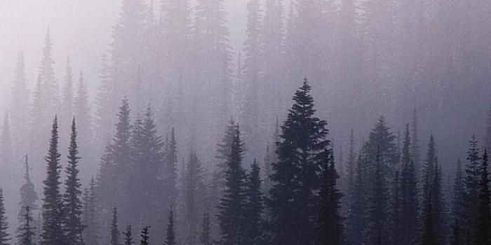 1080x1920 Nature Backgrounds Tumblr Nature Wallpapers Misty Morning - Forest