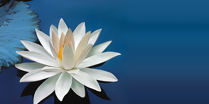 1920x1200 Water Lily Wallpapers