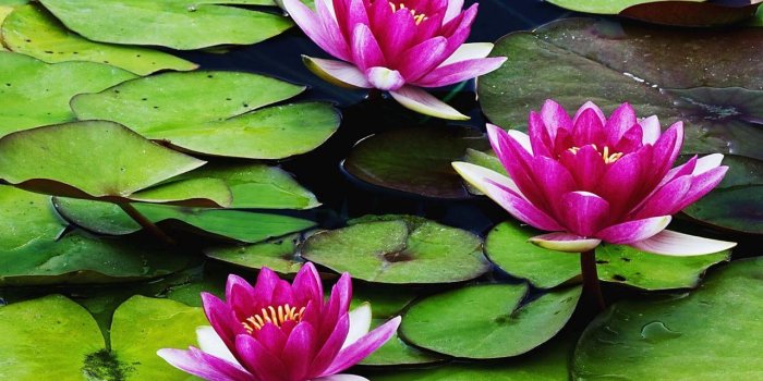 1280x800 Water Lily Wallpapers