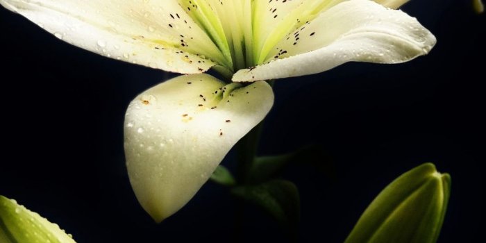 1080x1920 White, lily, flower, plant, portrait, 1080x1920 wallpaper | Flowers