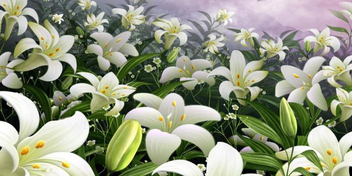 1366x768 Easter-Lily-Wallpaper-for-PC | New Heaven on Earth!